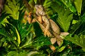 016 Tortuguero, groene leguaan